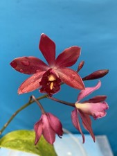 Psy. caribbean jewel for sale  San Francisco