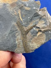 Devonian gosslingia breconensi gebraucht kaufen  Saarbrücken