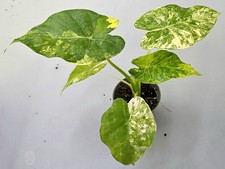 Schöne alocasia macrorrhiza gebraucht kaufen  Bielefeld
