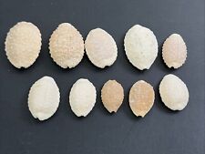 Cypraea granulata hawaiian for sale  Kealakekua