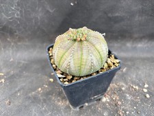 Euphorbia obesa cactus usato  Massafra
