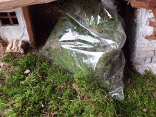 Moos naturprodukt zum gebraucht kaufen Moos naturprodukt zum gebraucht kaufen  Garching a.d.Alz