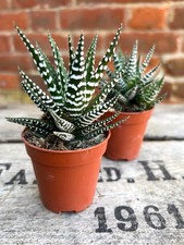 Mini succulent plants for sale  NORWICH