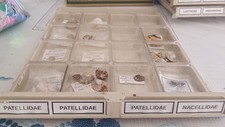 Lot patelludae nacellidae d'occasion  Monistrol-sur-Loire