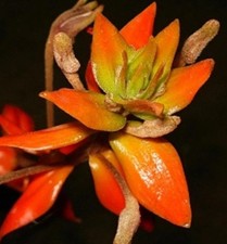 Eria ornata exotic for sale  New Orleans