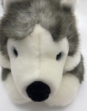 Aurora husky dog for sale  Burlington