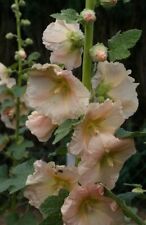 Peach hollyhocks alcea for sale  SOUTH CROYDON