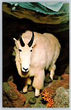Postcard wildlife creations for sale  Fort Collins