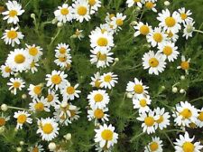 2000 roman chamomile for sale  Valdosta