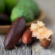 Citrus limon finger usato  Trappeto