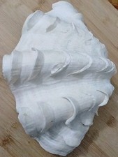 Tridacna maxima mördermuschel gebraucht kaufen  Kell