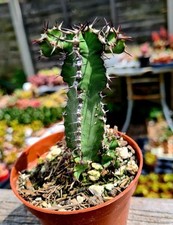 Euphorbia polyacantha cactus for sale  CLACTON-ON-SEA