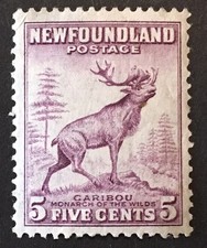 Canada newfoundland caribou for sale  BILLERICAY