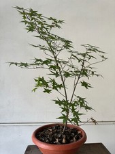 Acero palmato giapponese usato  Caserta