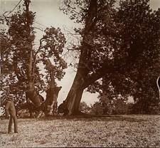 Evian chataignier arbre d'occasion  Expédié en Belgium