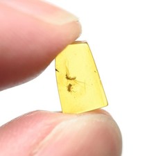 Booklice nematocera genuine for sale  WALSALL
