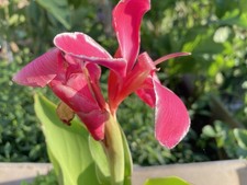 Canna lily bright for sale  SUTTON