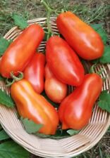 Tomate san marzano gebraucht kaufen  Sollstedt