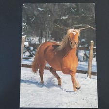 haflinger stute gebraucht kaufen haflinger stute gebraucht kaufen Beeskow