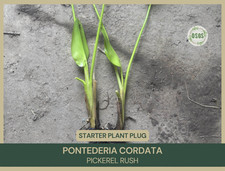 Pontederia cordata pickerel for sale  Portville