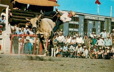 Calgary canada stampede gebraucht kaufen  Deutschland