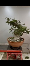 Pre bonsai carpino usato  Reggello