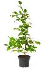 Hainbuche carpinus betulus gebraucht kaufen  Detmold