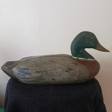 Mallard drake duck for sale  Saint Leonard