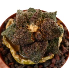 Ariocarpus cv. dark usato  Napoli