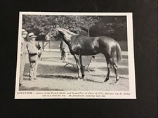 Salvator photo horse for sale  Hometown