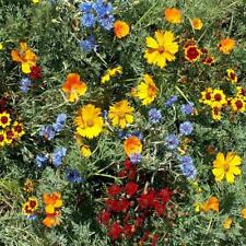 Gulf coast wildflower for sale  Deltona