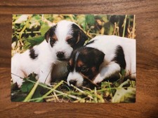 Hundepostkarte silvergree pers gebraucht kaufen  Borna