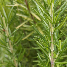 Rosemary cuttings fresh for sale  Huntsville