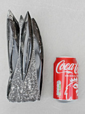 Tower orthoceras fossils for sale Tower orthoceras fossils for sale  WINCHESTER