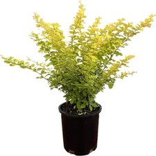 2.5 qt. golden for sale  Gloucester Point