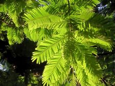 Enterolobium cyclocarpum eleph for sale  Willis
