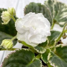 African violet plant for sale  Virginia Beach