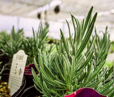 Live phenomenal lavender for sale  USA