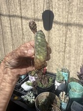 Pine cone cactus for sale  Ontario
