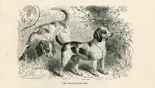 Beagle hound dogs for sale  COLEFORD