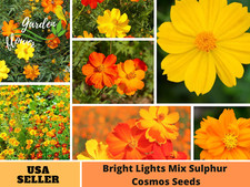 Seeds bright lights for sale  Temple City
