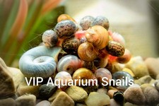 Ramshorn freshwater aquarium for sale  Harker Heights