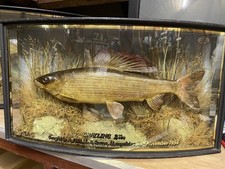 taxidermy fish for sale taxidermy fish for sale BENFLEET