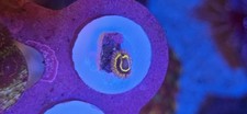 Stratosphere zoa soft for sale  DERBY