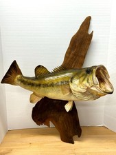 Large mouth bass for sale  Denham Springs