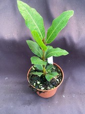 Laurus nobilis sweet for sale  Marianna