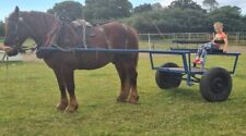 Large exercise horse for sale  CLACTON-ON-SEA