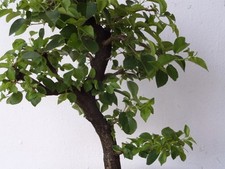 Bonsai prunus mahaleb gebraucht kaufen  Dresden