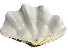 Rare clam shell for sale  Annapolis
