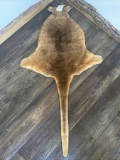 Australian kangaroo wallaby for sale  Milan